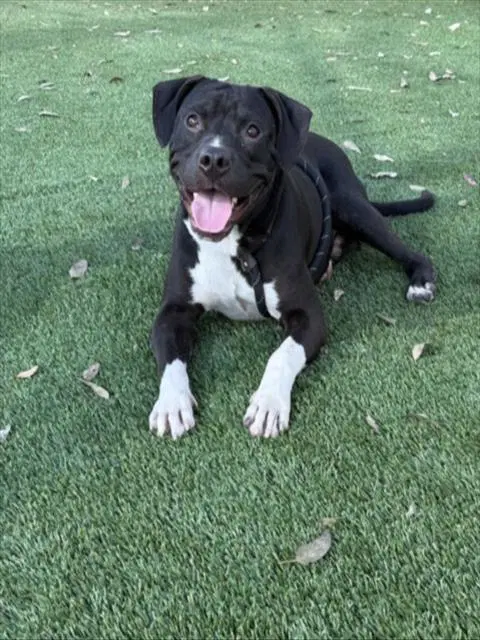 Spike Lee - Pit Bull Terrier
