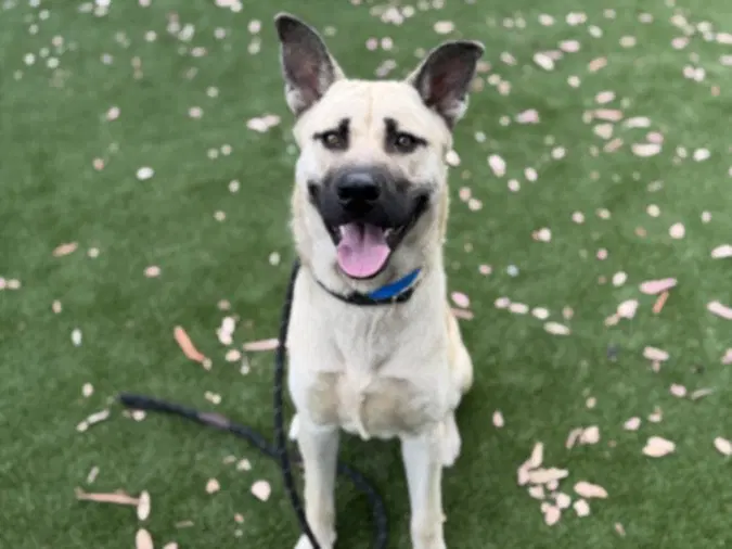 Murray - German Shepherd Dog