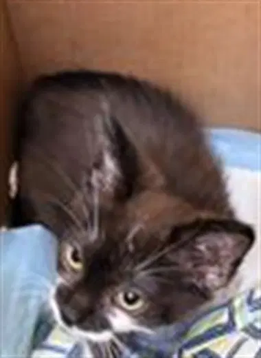 Everything - Domestic Short Hair