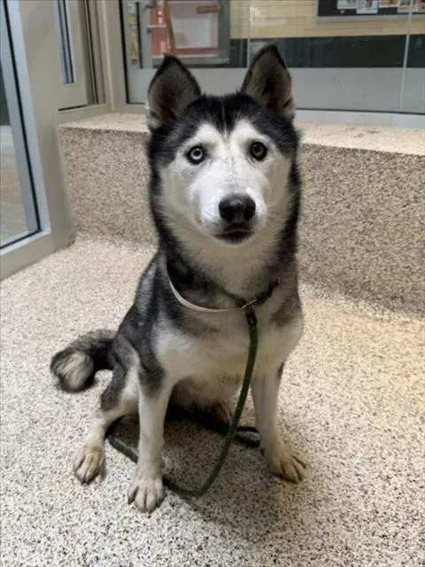 Star - Siberian Husky