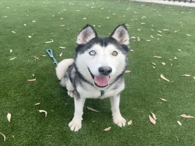 Star - Siberian Husky