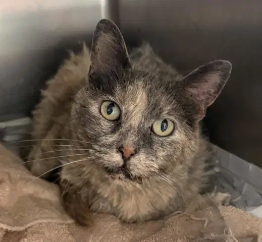 Apple - Domestic Short Hair