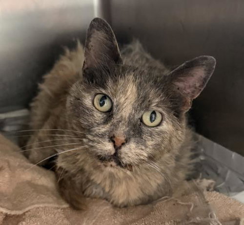APPLE, a cat for adoption from North Central Animal Care and Control