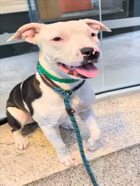 Nancy - Pit Bull Terrier