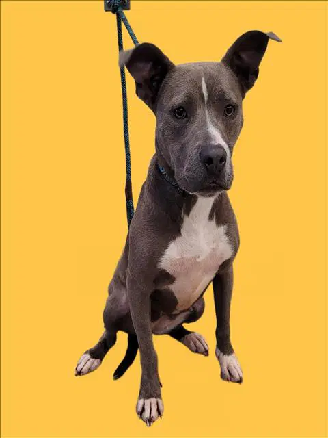 Anchovy - American Pit Bull Terrier