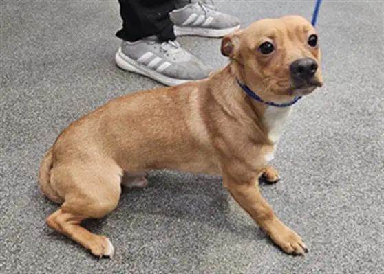Max - Chihuahua