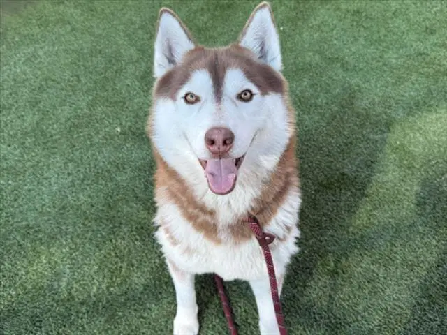 Toa - Husky