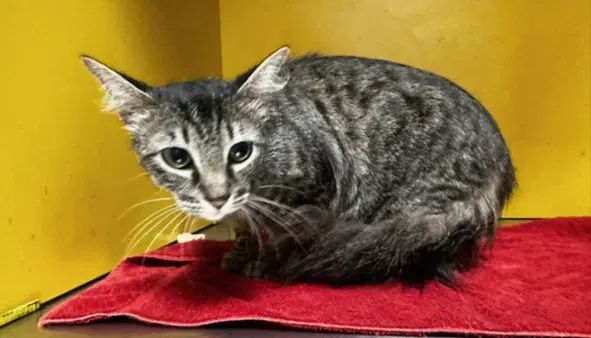 Penny - Domestic Short Hair