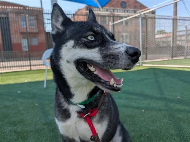 Eden - Husky