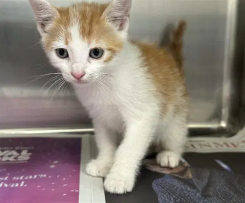 Big Mac - Domestic Short Hair