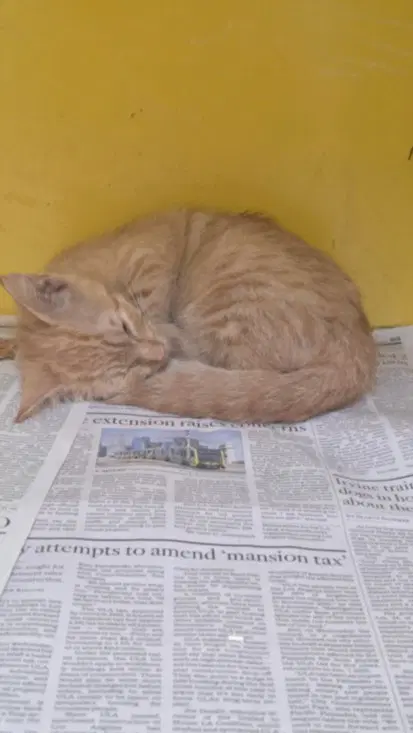 Cutie - Domestic Short Hair