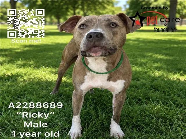 Ricky - Pit Bull Terrier