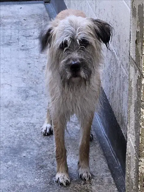 Brownie - Border Terrier