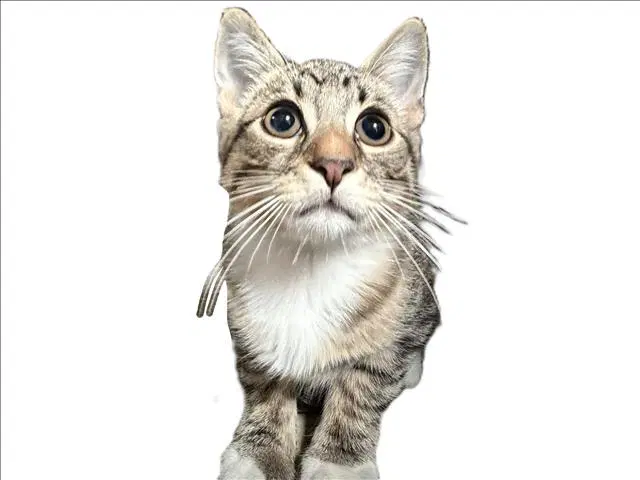 Winston - Domestic Short Hair