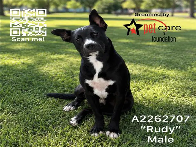 Rudy - Pit Bull Terrier