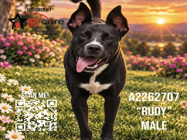 Rudy - Pit Bull Terrier