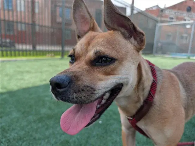 Gidget - German Shepherd Dog