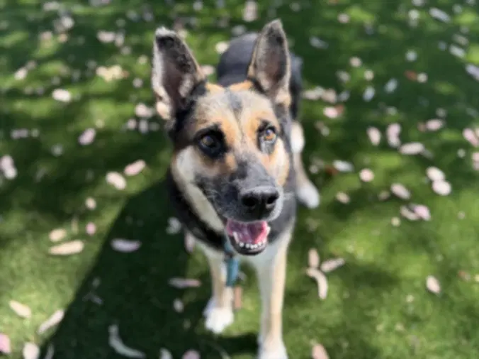 Lily - German Shepherd Dog