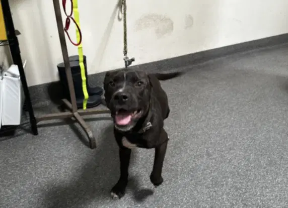 Poppy - Labrador Retriever