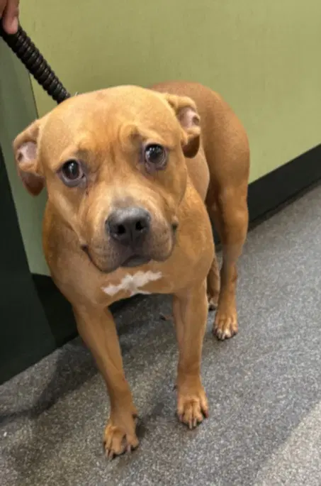 Roxy - Pit Bull Terrier