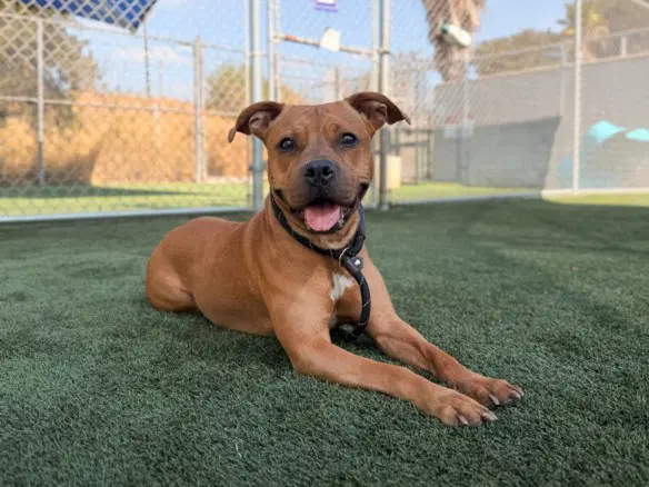 Roxy - Pit Bull Terrier