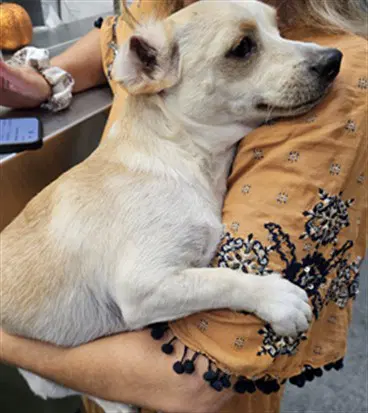 Muffin - Chihuahua