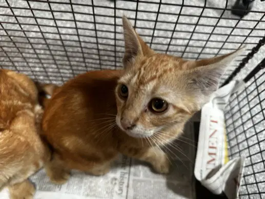 Miles Parker - Domestic Short Hair