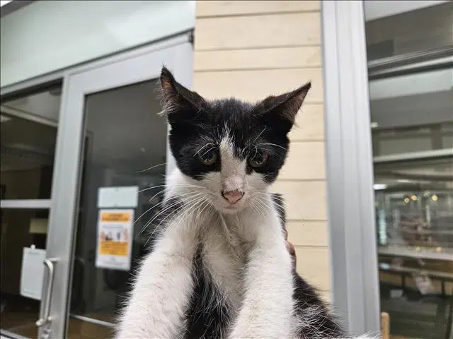 Baile - Domestic Short Hair