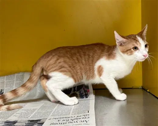 Chuck - Domestic Short Hair