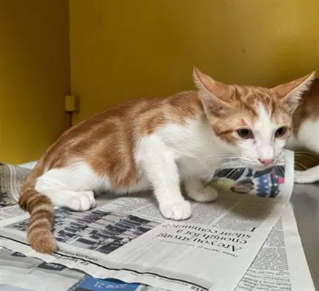 Norris - Domestic Short Hair