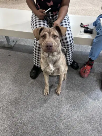 Drako - Pit Bull Terrier