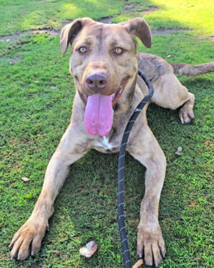 DRAKO, a dog for adoption from North Central Animal Care and Control