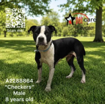 Checkers - American Pit Bull Terrier
