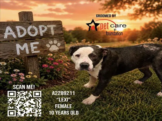 Lexi - Pit Bull Terrier