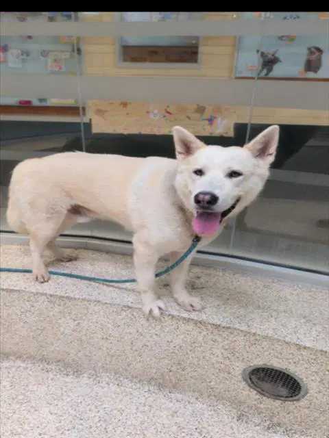 Kilo - Siberian Husky