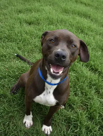 Minus - American Pit Bull Terrier