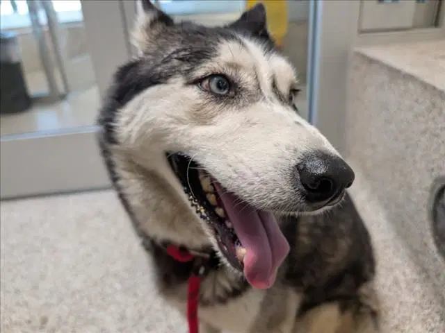 Retsuko - Siberian Husky