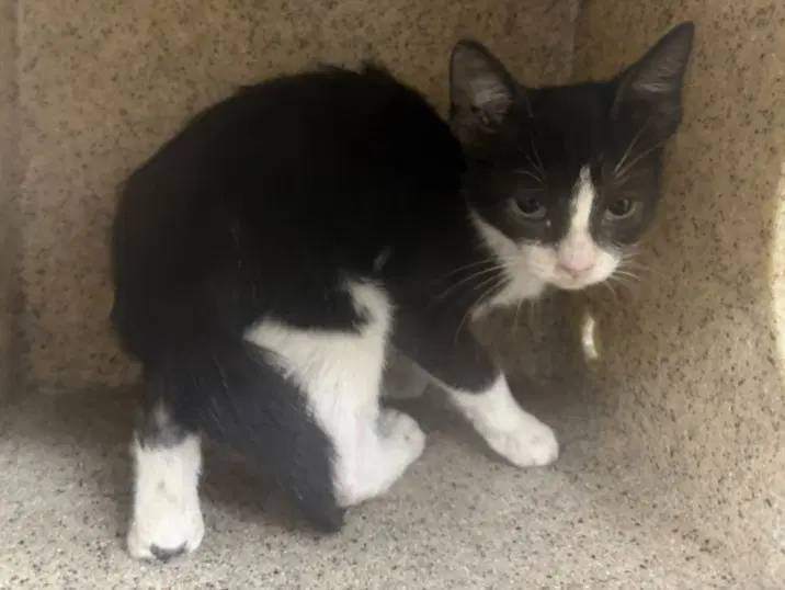 Punch - Domestic Short Hair