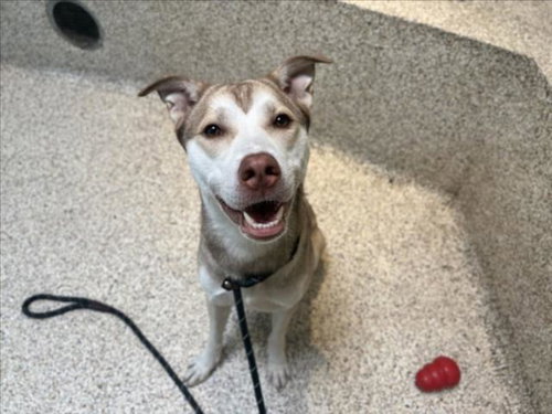 Carl, Siberian Husky / Pit Bull Terrier / Mixed (medium coat)
