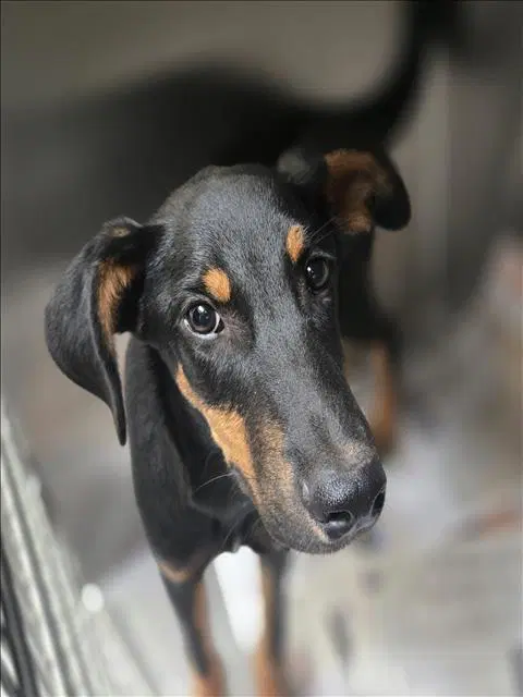 Colton - Doberman Pinscher