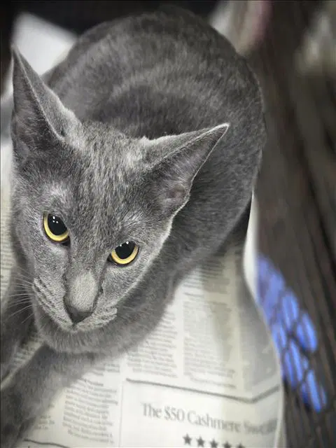 Unknown - Domestic Short Hair