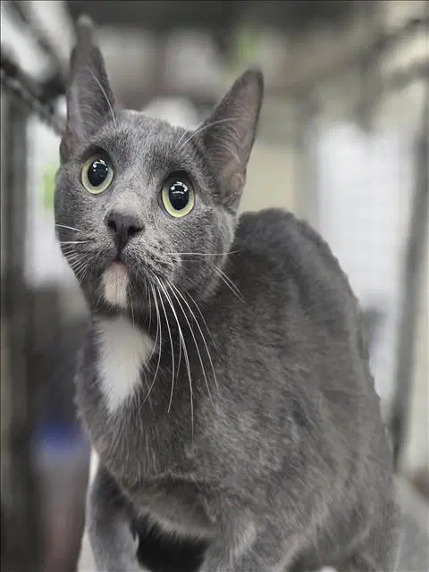 Unknown - Domestic Short Hair