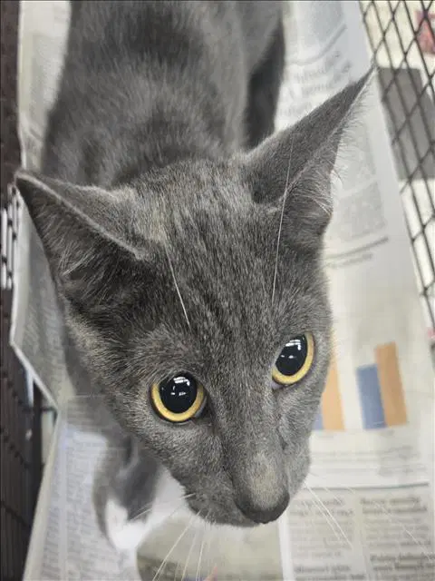 Unknown - Domestic Short Hair