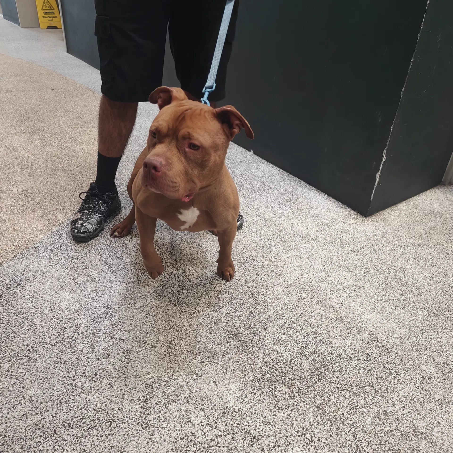 Niko - Pit Bull Terrier