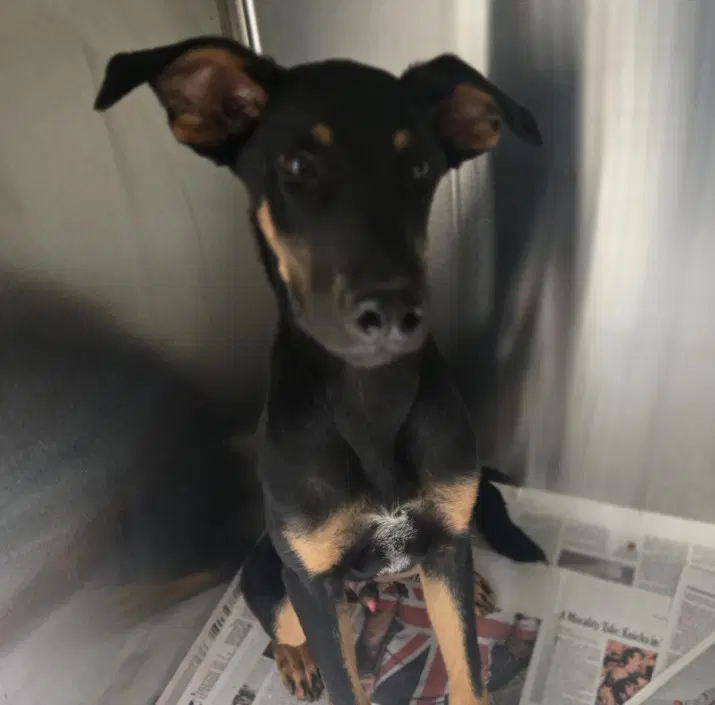 Piglet - Doberman Pinscher