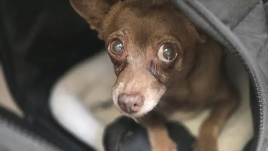 Peanuts - Chihuahua