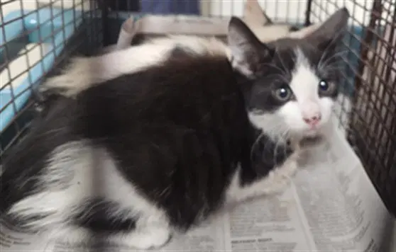 Katia - Domestic Short Hair