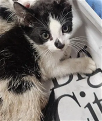 Mordecai - Domestic Short Hair