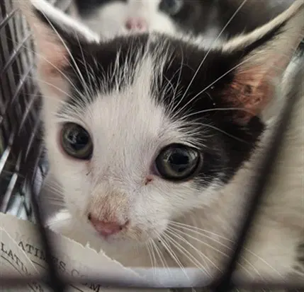 Carl - Domestic Short Hair