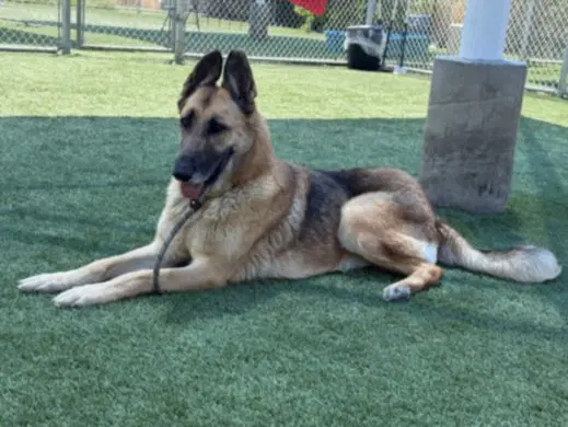 Lady - German Shepherd Dog